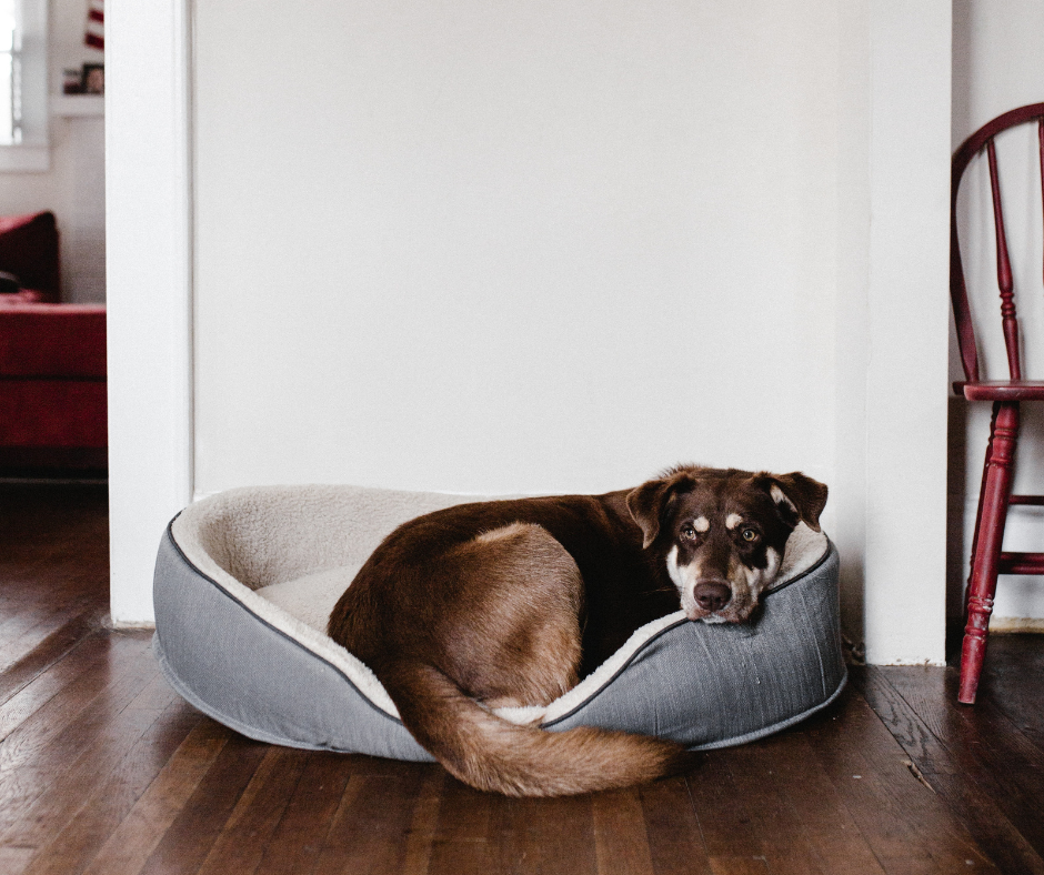 A sad dog sitting in his cushion-y bed.